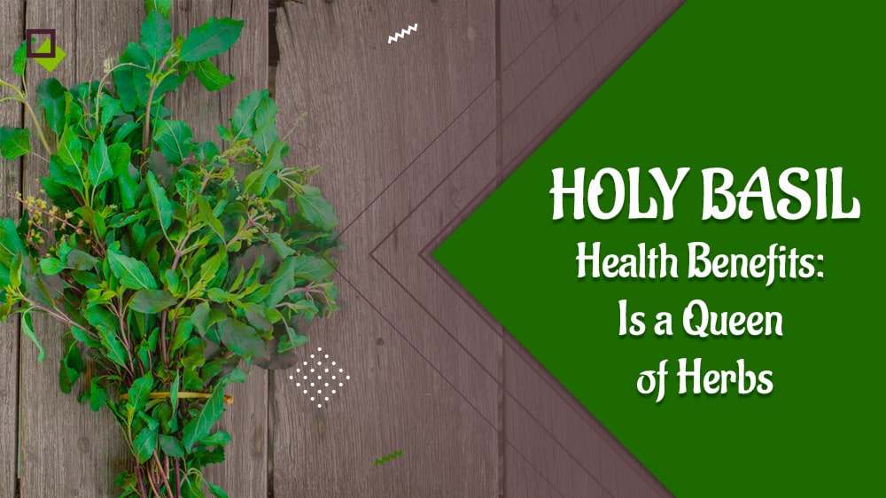 Health Benefits Of Holy Basil : Is The Queen Of Herbs