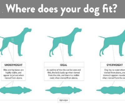 How to Help Your Dog Reach Their Ideal Weight