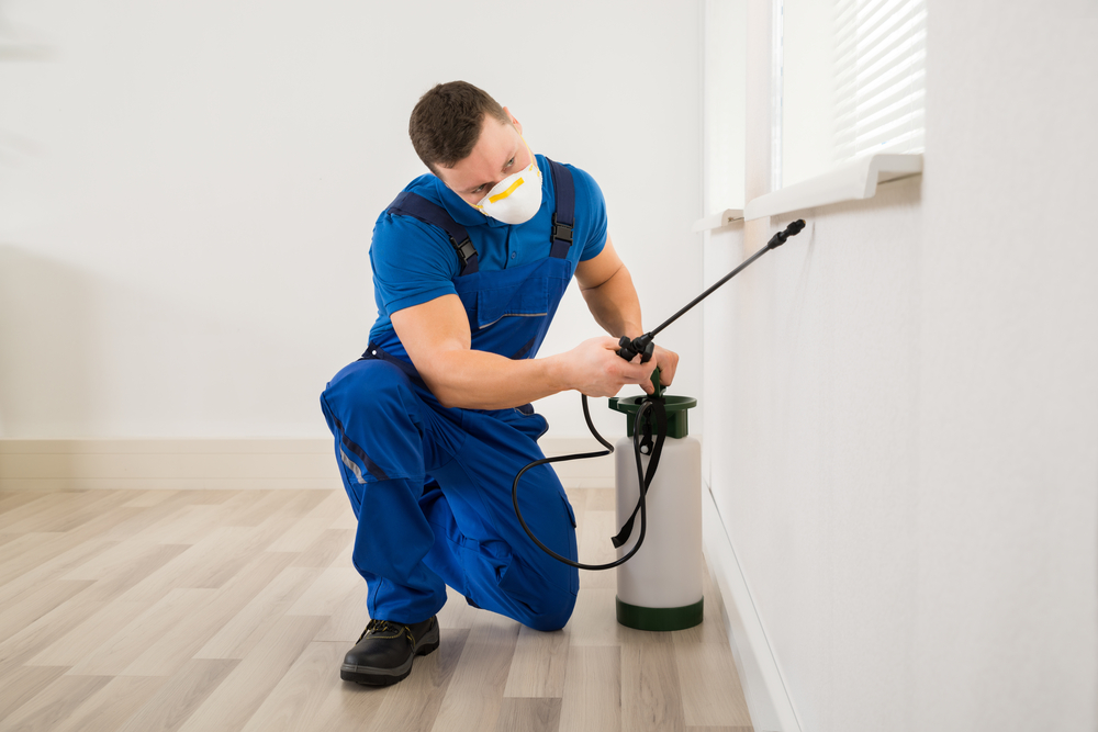 What are Professional Pest Control Services?
