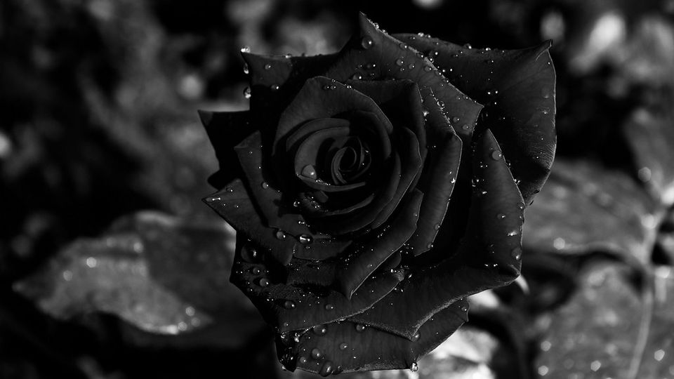 The Most Stunning Black Flowers Ever